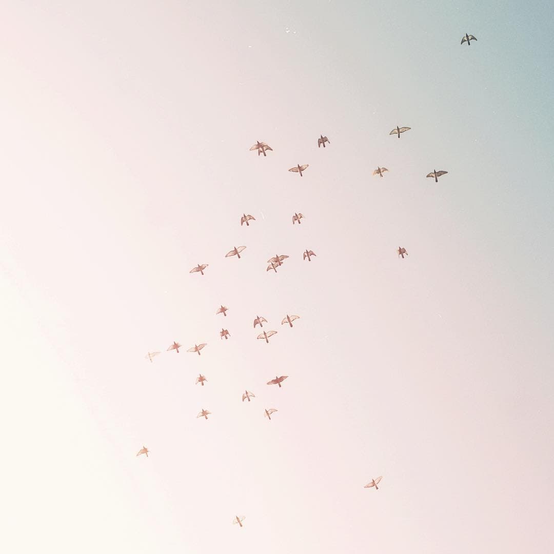 A flock of birds scattering across a soft pink dawn sky
